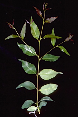 APII jpeg image of Eucalyptus ancophila  © contact APII