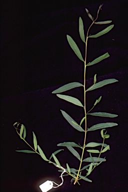 APII jpeg image of Eucalyptus bakeri  ?  © contact APII