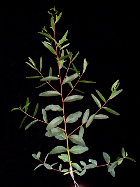 APII jpeg image of Eucalyptus aggregata  © contact APII