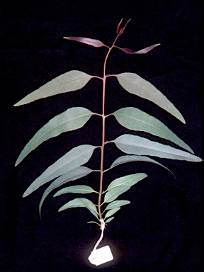 APII jpeg image of Eucalyptus coolabah  © contact APII