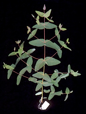 APII jpeg image of Eucalyptus dorrigoensis  © contact APII