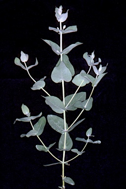 APII jpeg image of Eucalyptus cordata subsp. quadrangulosa  © contact APII