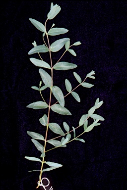 APII jpeg image of Eucalyptus leptophylla  © contact APII