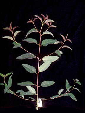 APII jpeg image of Eucalyptus grandis  © contact APII