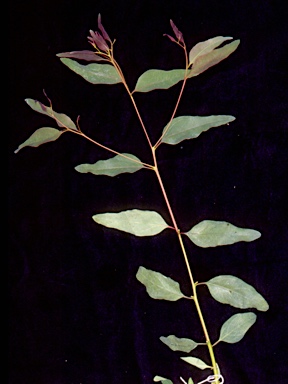 APII jpeg image of Eucalyptus largeana  © contact APII