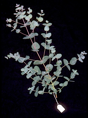 APII jpeg image of Eucalyptus morrisbyi  © contact APII