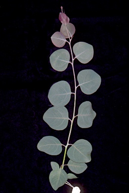 APII jpeg image of Eucalyptus caleyi subsp. ovendenii  © contact APII