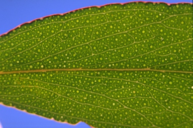 APII jpeg image of Eucalyptus radiata subsp. robertsonii  © contact APII