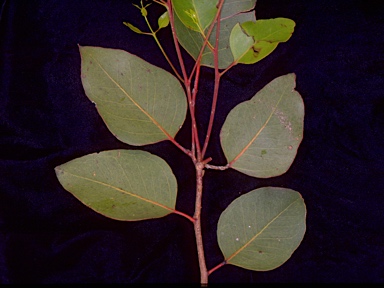 APII jpeg image of Eucalyptus amplifolia subsp. sessiliflora  © contact APII