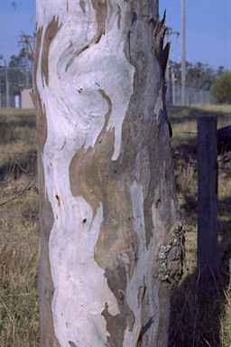 APII jpeg image of Eucalyptus glaucina  © contact APII