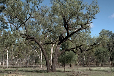 APII jpeg image of Eucalyptus melanophloia  © contact APII