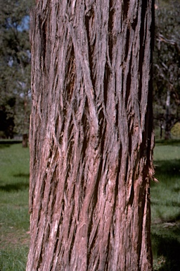 APII jpeg image of Eucalyptus resinifera subsp. resinifera  © contact APII