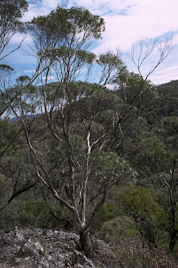 APII jpeg image of Eucalyptus dendromorpha  © contact APII