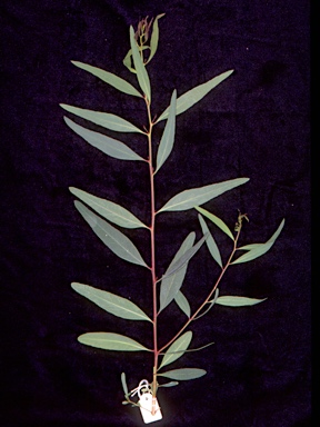 APII jpeg image of Eucalyptus morrisii  © contact APII