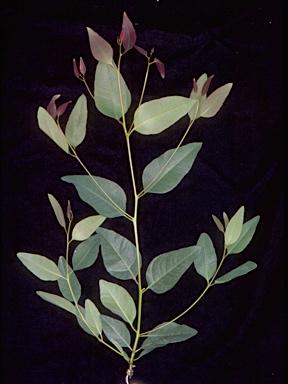 APII jpeg image of Eucalyptus ophitica  © contact APII
