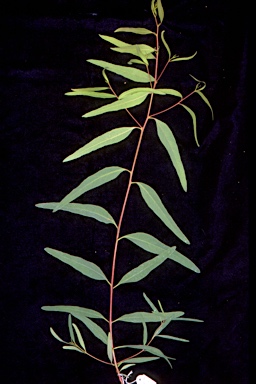 APII jpeg image of Eucalyptus parramattensis subsp. parramattensis  © contact APII
