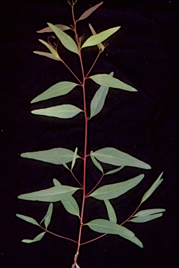APII jpeg image of Eucalyptus parramattensis subsp. sphaerocalyx  © contact APII