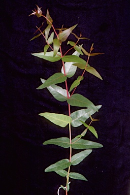 APII jpeg image of Eucalyptus quinniorum  © contact APII