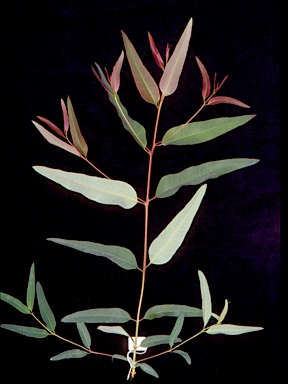 APII jpeg image of Eucalyptus resinifera subsp. hemilampra  © contact APII