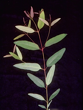 APII jpeg image of Eucalyptus resinifera subsp. resinifera  © contact APII
