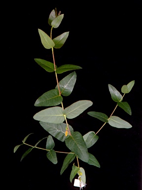 APII jpeg image of Eucalyptus retinens  © contact APII