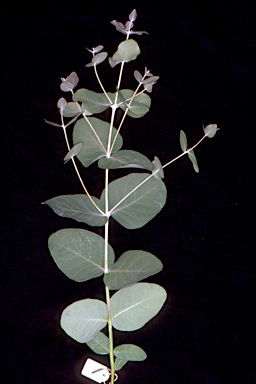 APII jpeg image of Eucalyptus volcanica  © contact APII