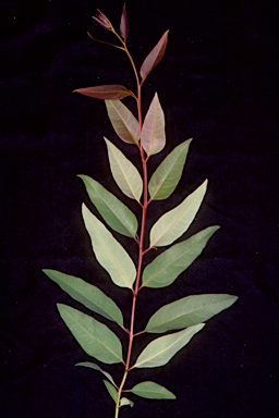 APII jpeg image of Eucalyptus robusta  © contact APII