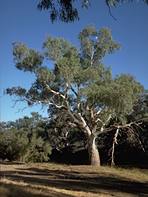 APII jpeg image of Eucalyptus camaldulensis subsp. obtusa  © contact APII