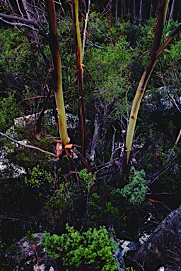 APII jpeg image of Eucalyptus imlayensis  © contact APII