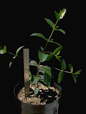 APII jpeg image of Eucalyptus imlayensis  © contact APII