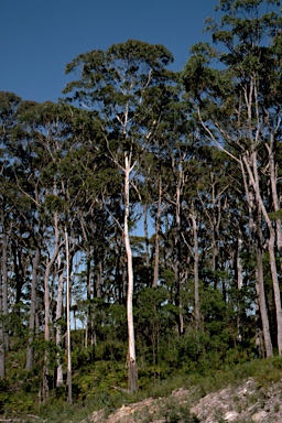 APII jpeg image of Eucalyptus fraxinoides  © contact APII