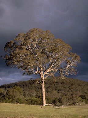 APII jpeg image of Eucalyptus melliodora  © contact APII