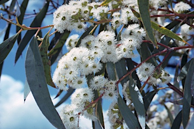 APII jpeg image of Eucalyptus pauciflora subsp. pauciflora  © contact APII