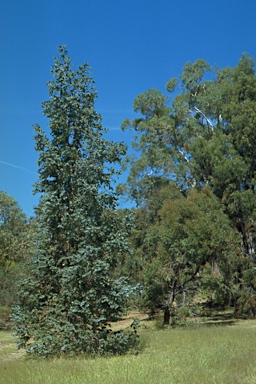 APII jpeg image of Eucalyptus cordata  © contact APII