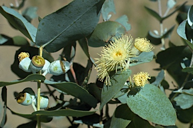 APII jpeg image of Eucalyptus cordata  © contact APII