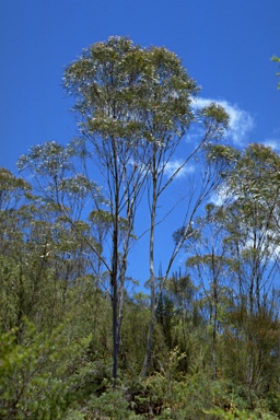 APII jpeg image of Eucalyptus approximans  © contact APII