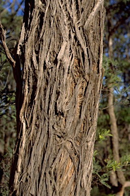 APII jpeg image of Eucalyptus tenella  © contact APII