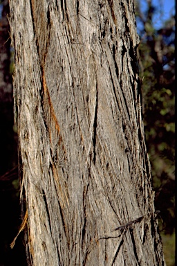 APII jpeg image of Eucalyptus imitans  © contact APII