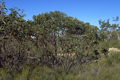 APII jpeg image of Eucalyptus langleyi  © contact APII