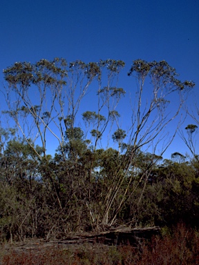 APII jpeg image of Eucalyptus stricta  © contact APII
