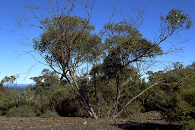 APII jpeg image of Eucalyptus stricta  © contact APII