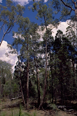 APII jpeg image of Eucalyptus apothalassica  © contact APII