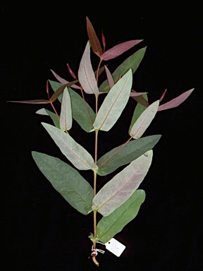 APII jpeg image of Eucalyptus pilularis  © contact APII