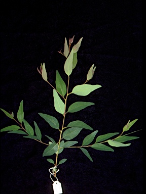 APII jpeg image of Eucalyptus hypostomatica  © contact APII