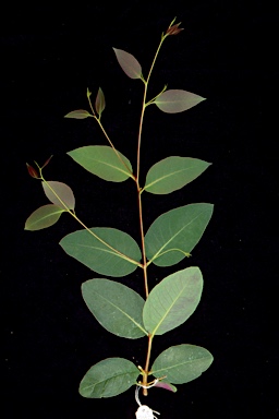 APII jpeg image of Eucalyptus olida  © contact APII