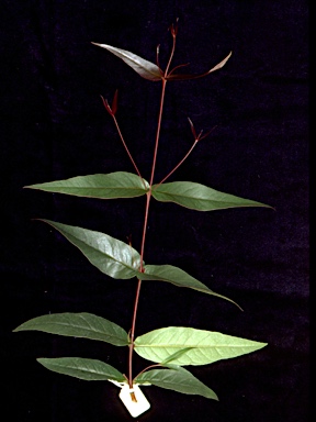APII jpeg image of Eucalyptus apothalassica  © contact APII