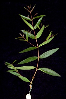 APII jpeg image of Eucalyptus tenella  © contact APII