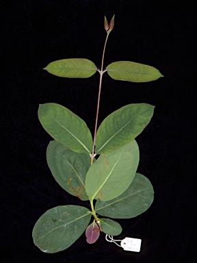 APII jpeg image of Eucalyptus stenostoma  © contact APII