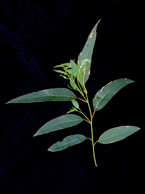 APII jpeg image of Eucalyptus fracta  © contact APII