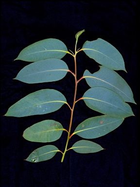 APII jpeg image of Eucalyptus luehmanniana  © contact APII